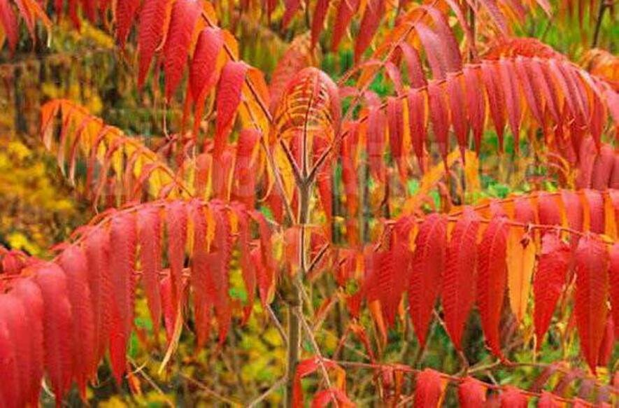 Сумах рассеченный. Сумах Rhus typhina. Сумах оленерогий Rhus typhina. Пальма Сумах оленерогий. Сумах пушистый оленерогий уксусное дерево.