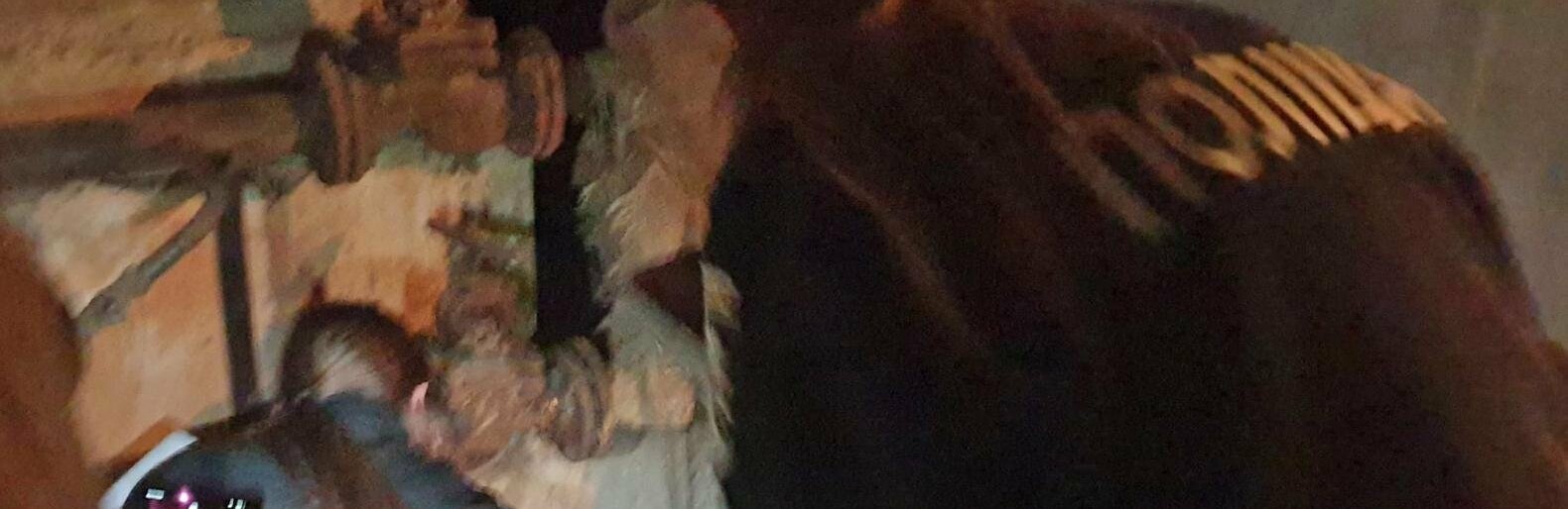 Побачене людей шокувало, на місце події викликали поліцію: тернополянка заявляє про жорстоке вбивство