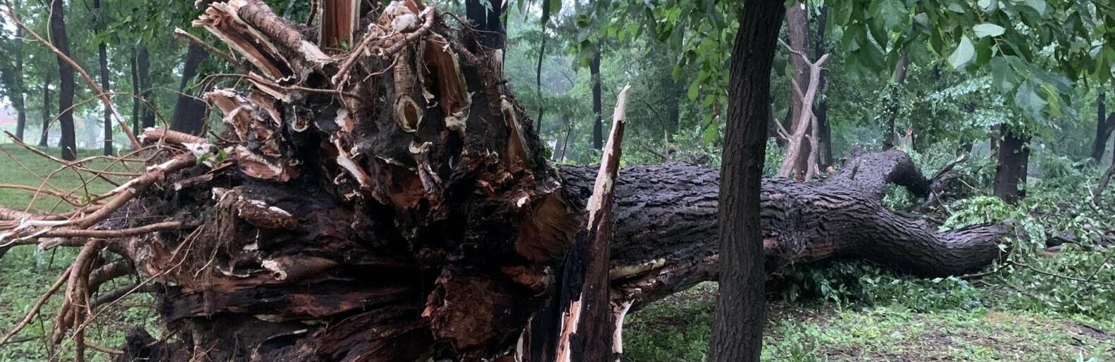 Повалені електроопори та дерева: на Тернопільщині негода наробила біди