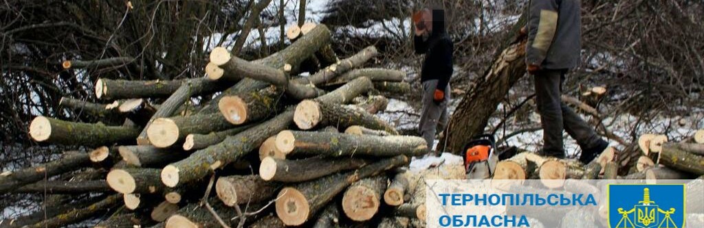 2 млн грн збитків: на Тернопільщині судитимуть лісника за незаконну рубку в заповіднику