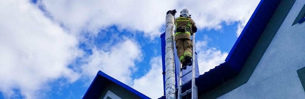 Дві доби в стресі і без їжі: зворушлива рятувальна операція на Тернопільщині