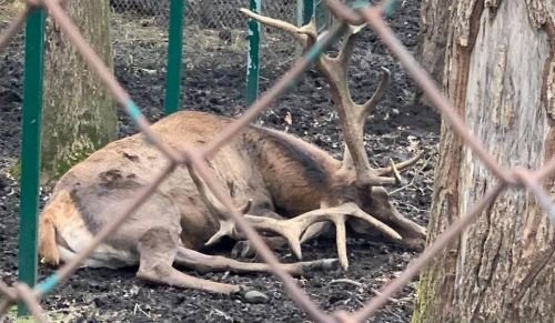 У Тернополі тварин в зоокутку після новоріччя закидали недоїдками, ледь не помер олень, до якого аж викликали ветеринара
