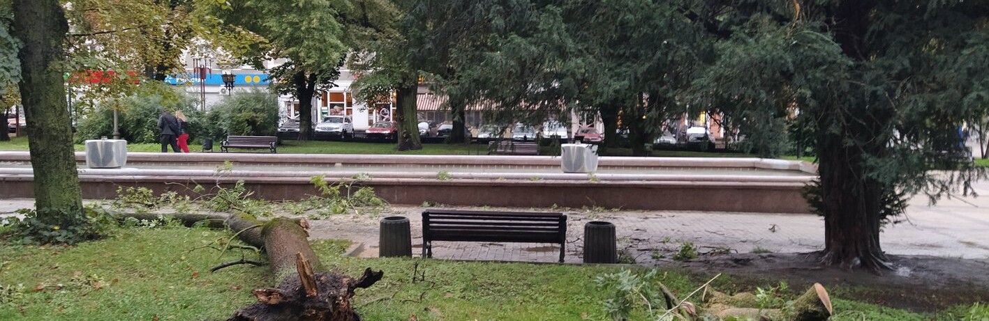 Дерево, яке впало на бульварі Шевченка, травмувало трьох жінок, інцидент вивчає поліція