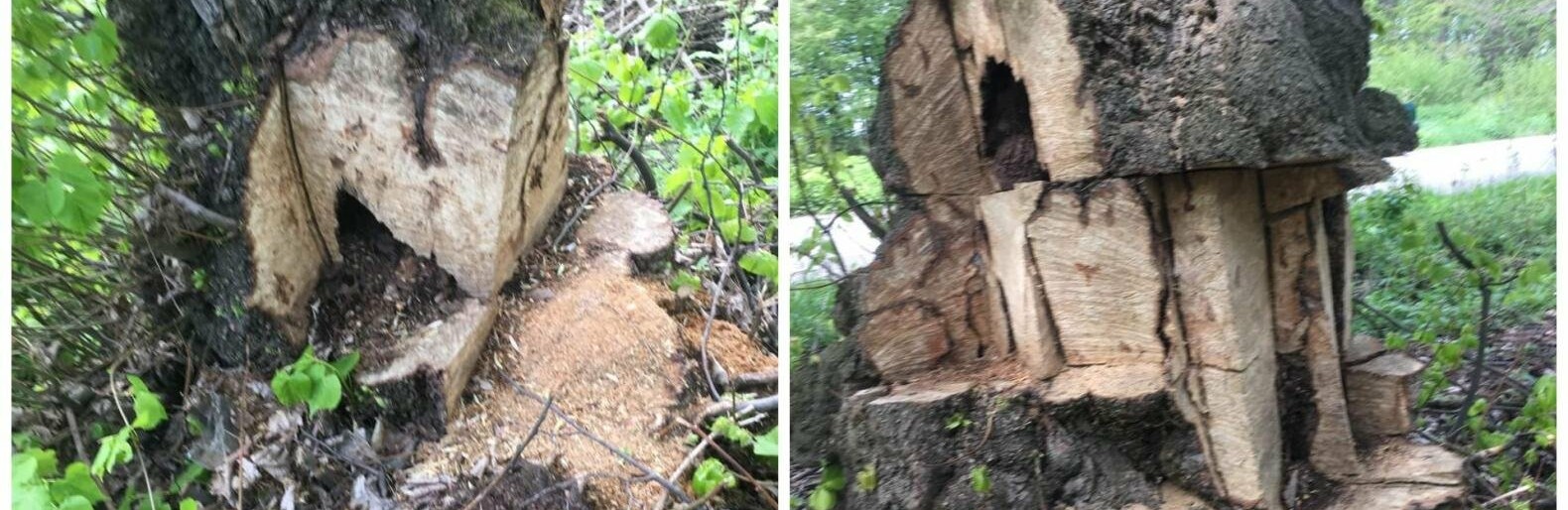 На Тернопільщині невідомі знищили багаторічні липи задля сувенірів