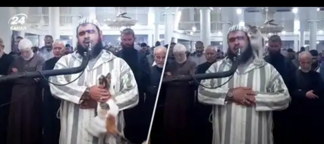 Кіт втрутився у молитву на Рамадан