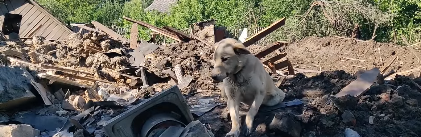 Бадді сумує: зворушливі фото собаки, яка чекає на господарів обстріляного будинку, вразили мережу