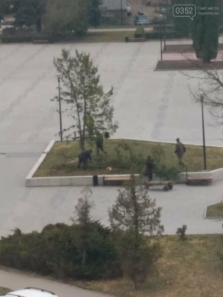 "Ще хвилину назад росли два дерева, через мить - гола клумб..., фото-3 "Ще хвилину назад росли два дерева, через мить - гола клумба", - у Тернополі на площі навпроти ОДА вирізали ялини (ФОТО), фото-3