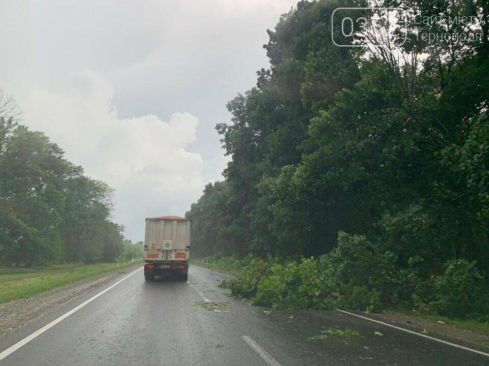 "Стихія не вгаває": поблизу Тернополя негода повалила дерев..., фото-1 "Стихія не вгаває": поблизу Тернополя негода повалила дерево на автодорогу (ФОТО+ВІДЕО), фото-1