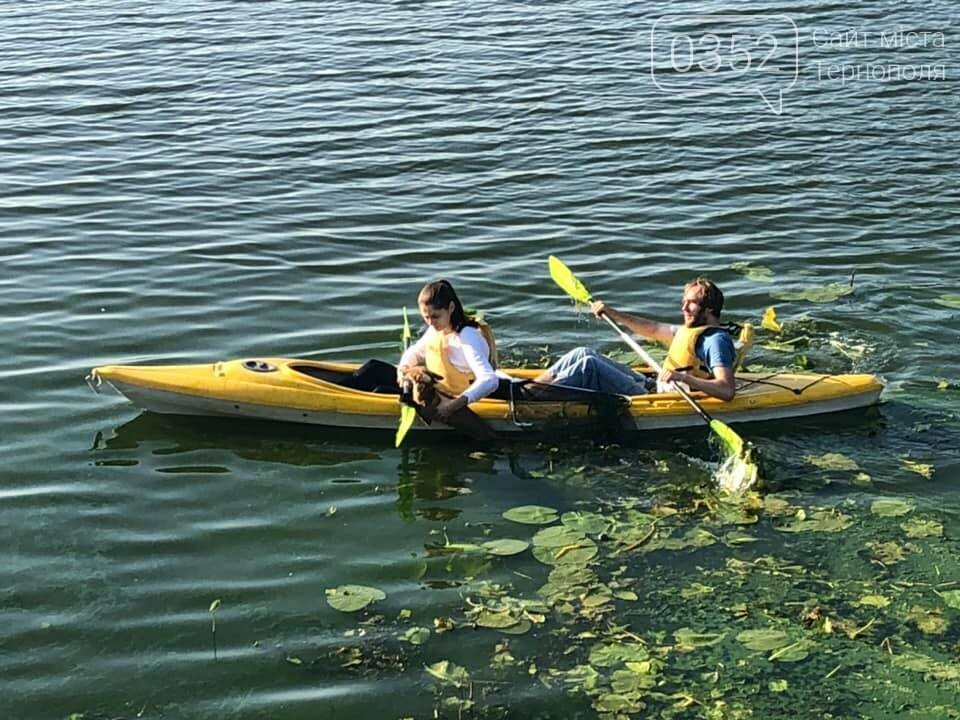 Тернополяни врятували лисицю, яка перепливала через гребний..., фото-1 Тернополяни врятували лисицю, яка перепливала через гребний канал (ФОТО, ВІДЕО), фото-1