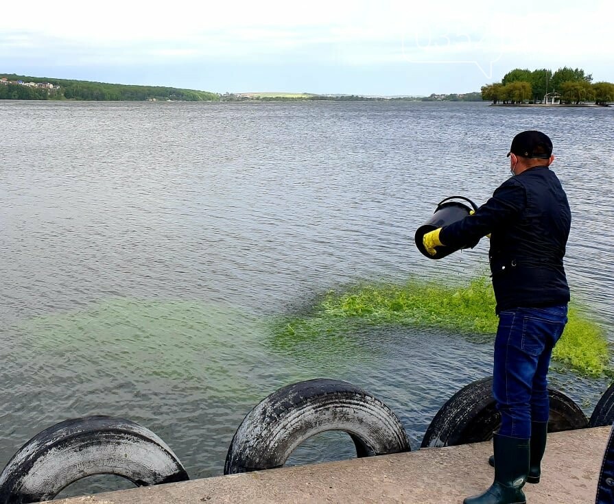 Вперше на Тернопільському ставі провели біологічне очищення суспензією хлорели (ФОТО), фото-2