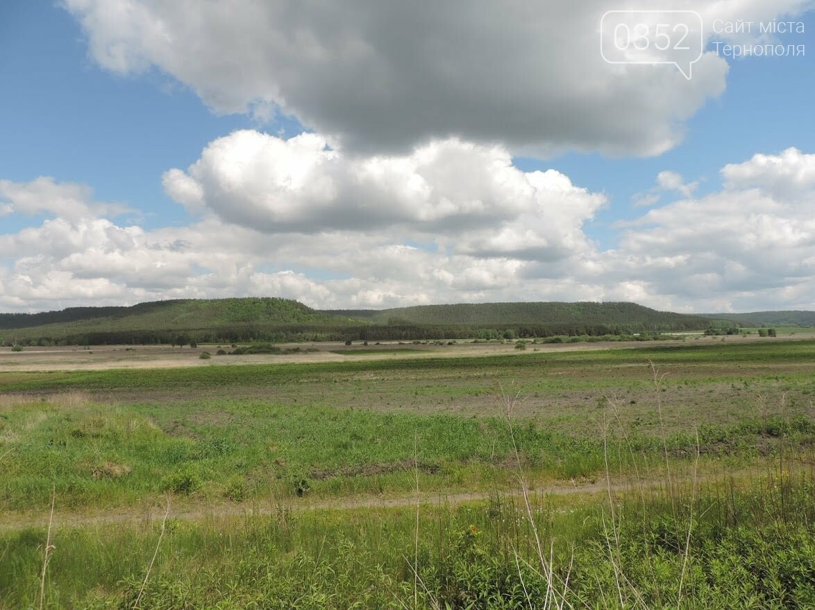 На Тернопільщині виявили рідкісних птахів, які занесені до Червоної книги України (ФОТО), фото-2