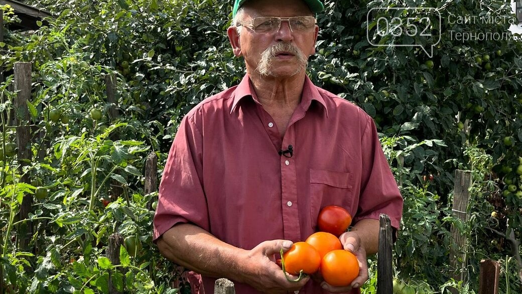 "Одним помідором може наїстися ціла сім’я": тернопільський газда поділився секретами вирощування томатів