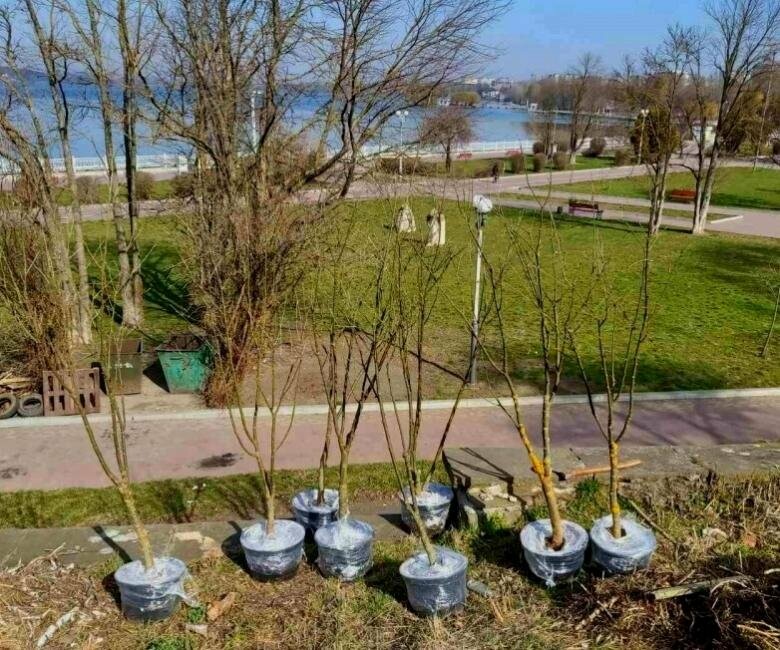 У Тернополі заплановано висадити великомірні декоративні дерева