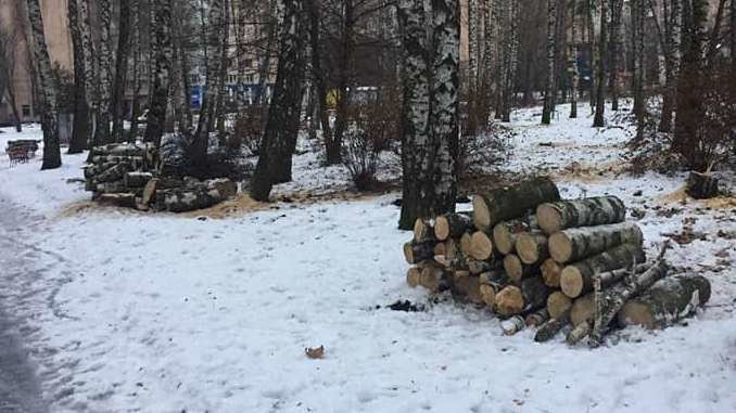 Тернополяни занепокоєні через вирубку беріз (фото), фото-2 Тернополяни занепокоєні через вирубку беріз (фото), фото-2