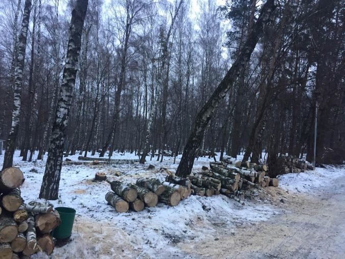 Тернополяни занепокоєні через вирубку беріз (фото), фото-4 Тернополяни занепокоєні через вирубку беріз (фото), фото-4