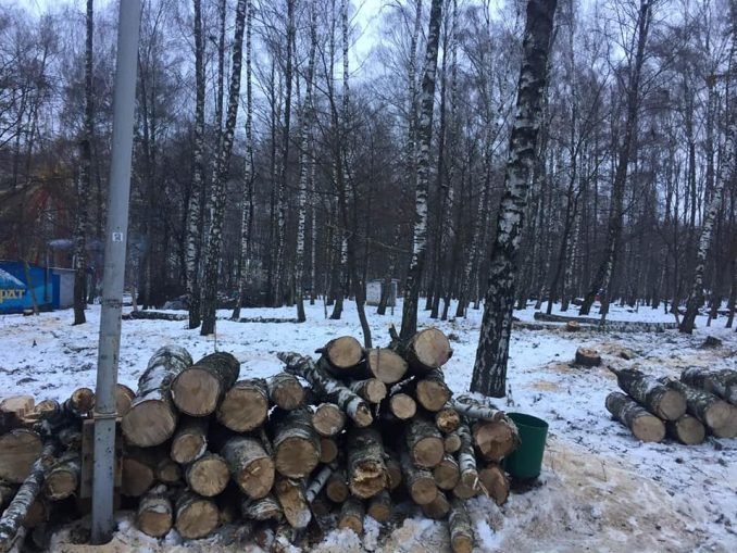 Тернополяни занепокоєні через вирубку беріз (фото), фото-1 Тернополяни занепокоєні через вирубку беріз (фото), фото-1