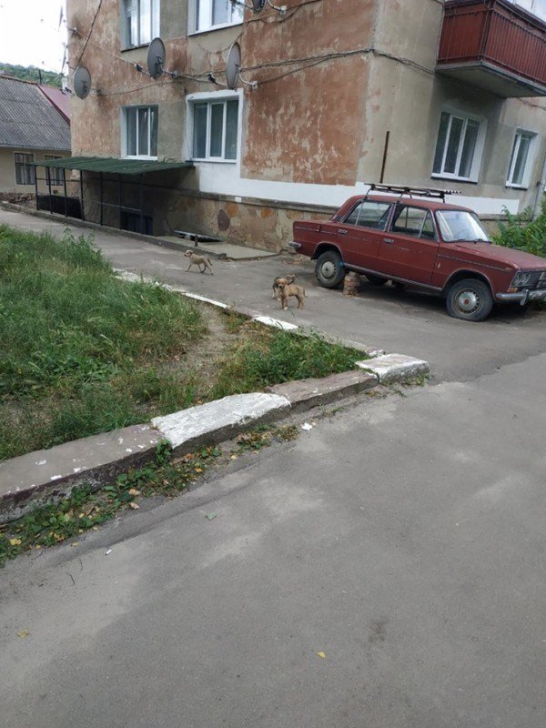 Все повернеться бумерангом - на Тернопільщині авто на швидкості збило двох собак і поїхало