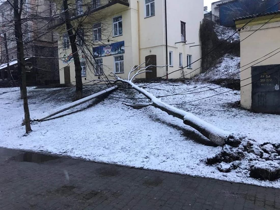 В міському сквері на Тернопільщині з коренем вирвало дерево