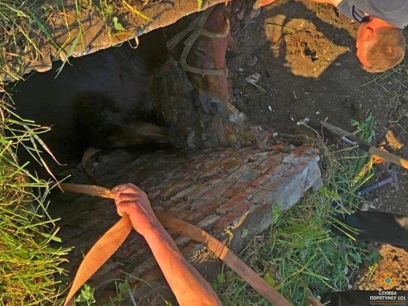 Неподалік Тернополя в колодязь провалився кінь: тварину врятували