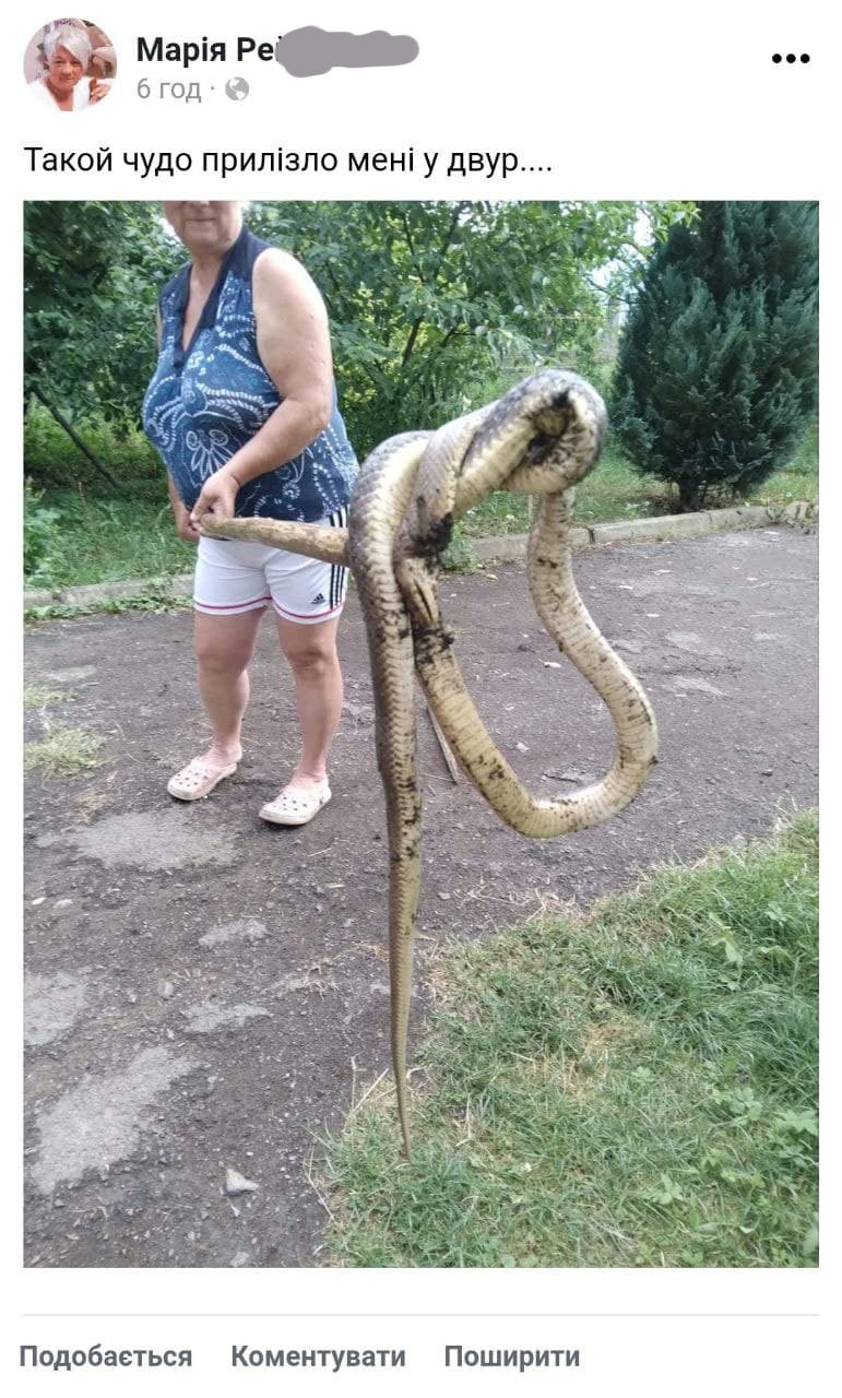 Zhinka Znajshla U Sebe V Dvori Velicheznu Ridkisnu Zmiyu Foto Novini