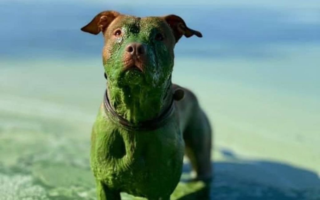 "Собака з іншої планети": мережу облетіли фото зеленого пса, який скупався у річці