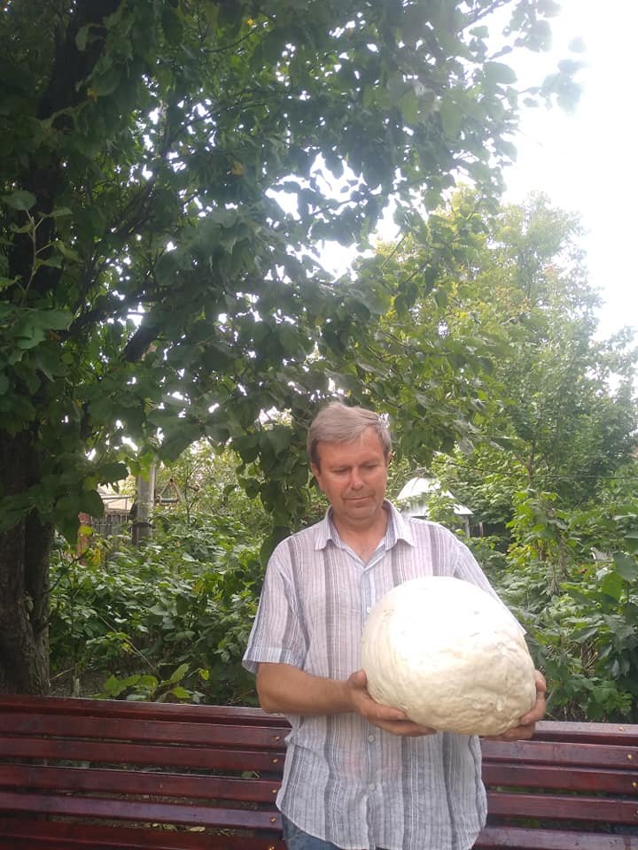 "Навіть таке буває?": чоловік виявив гігантського супергриба на Тернопільщині