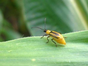На Тернопільщині стрімко поширюються шкідливі та небезпечні жуки