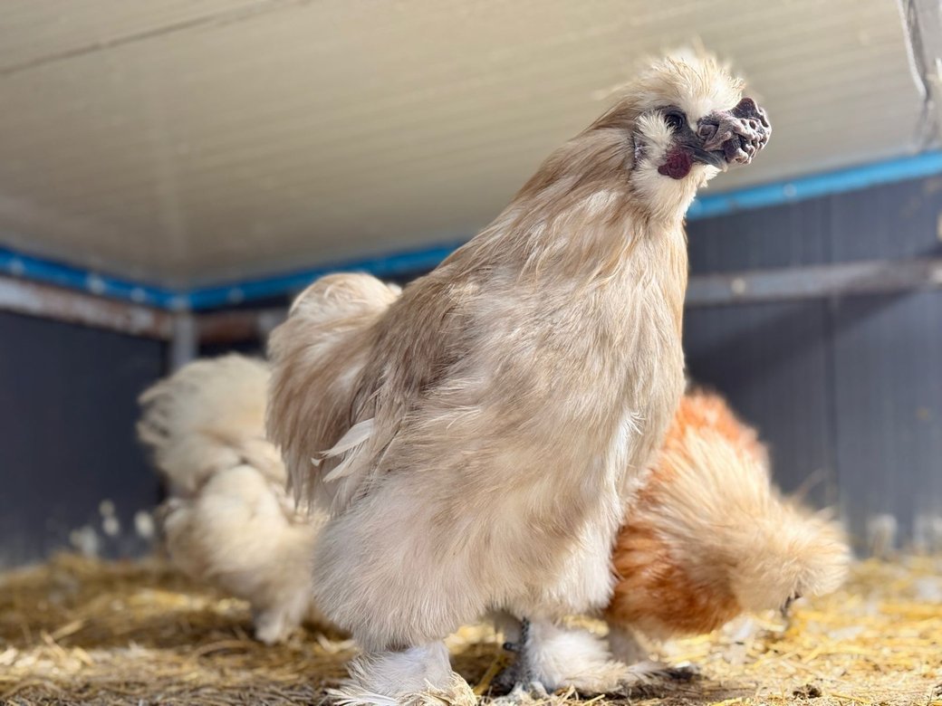 "Характером нагадують кота": 14-річний хлопець з Тернопільщини вирощує незвичайних декоративних курей, фото-2