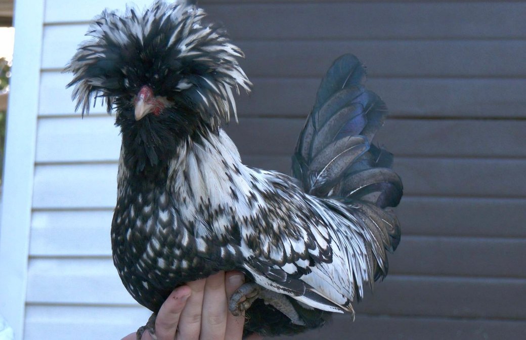 "Характером нагадують кота": 14-річний хлопець з Тернопільщини вирощує незвичайних декоративних курей, фото-5