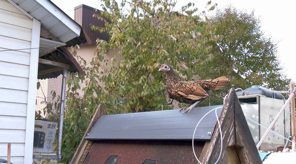 "Характером нагадують кота": 14-річний хлопець з Тернопільщини вирощує незвичайних декоративних курей, фото-4