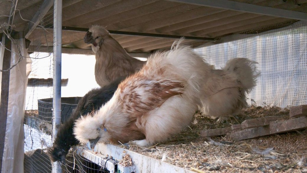 "Характером нагадують кота": 14-річний хлопець з Тернопільщини вирощує незвичайних декоративних курей, фото-3