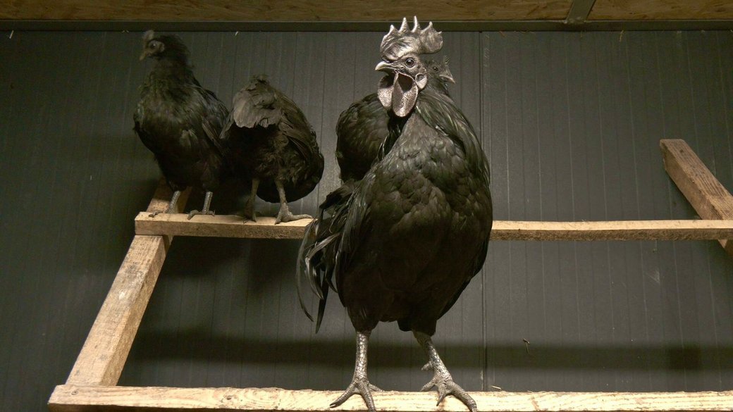 "Характером нагадують кота": 14-річний хлопець з Тернопільщини вирощує незвичайних декоративних курей, фото-1