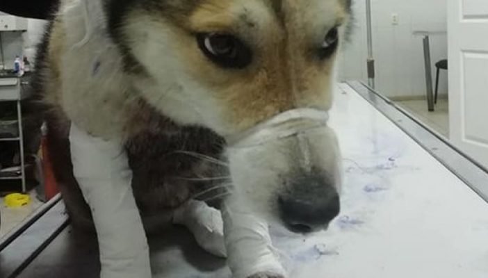 Поліція відкрила кримінальну справу проти чиновника, який прив'язав до авто собаку та тягнув його за собою
