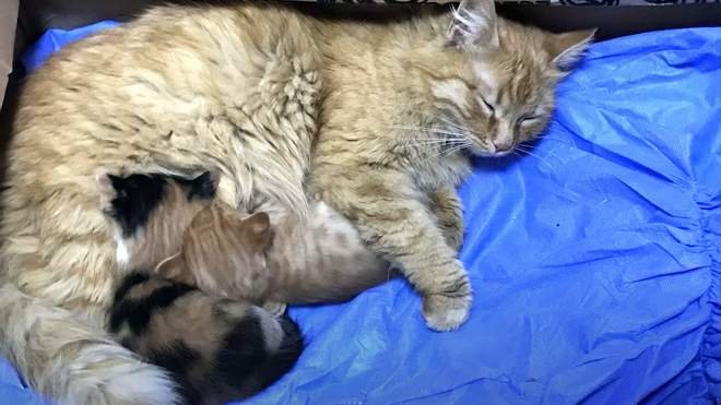 Мама-киця самотужки принесла хворих кошенят на огляд ветеринарам: відео зворушило мережу
