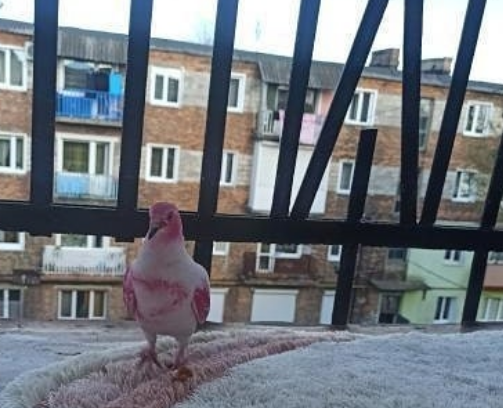 "Червона нуля прилетіла": українець зафіксував на відео унікального... "Червона нуля прилетіла": українець зафіксував на відео унікального рожевого голуба (ВІДЕО)