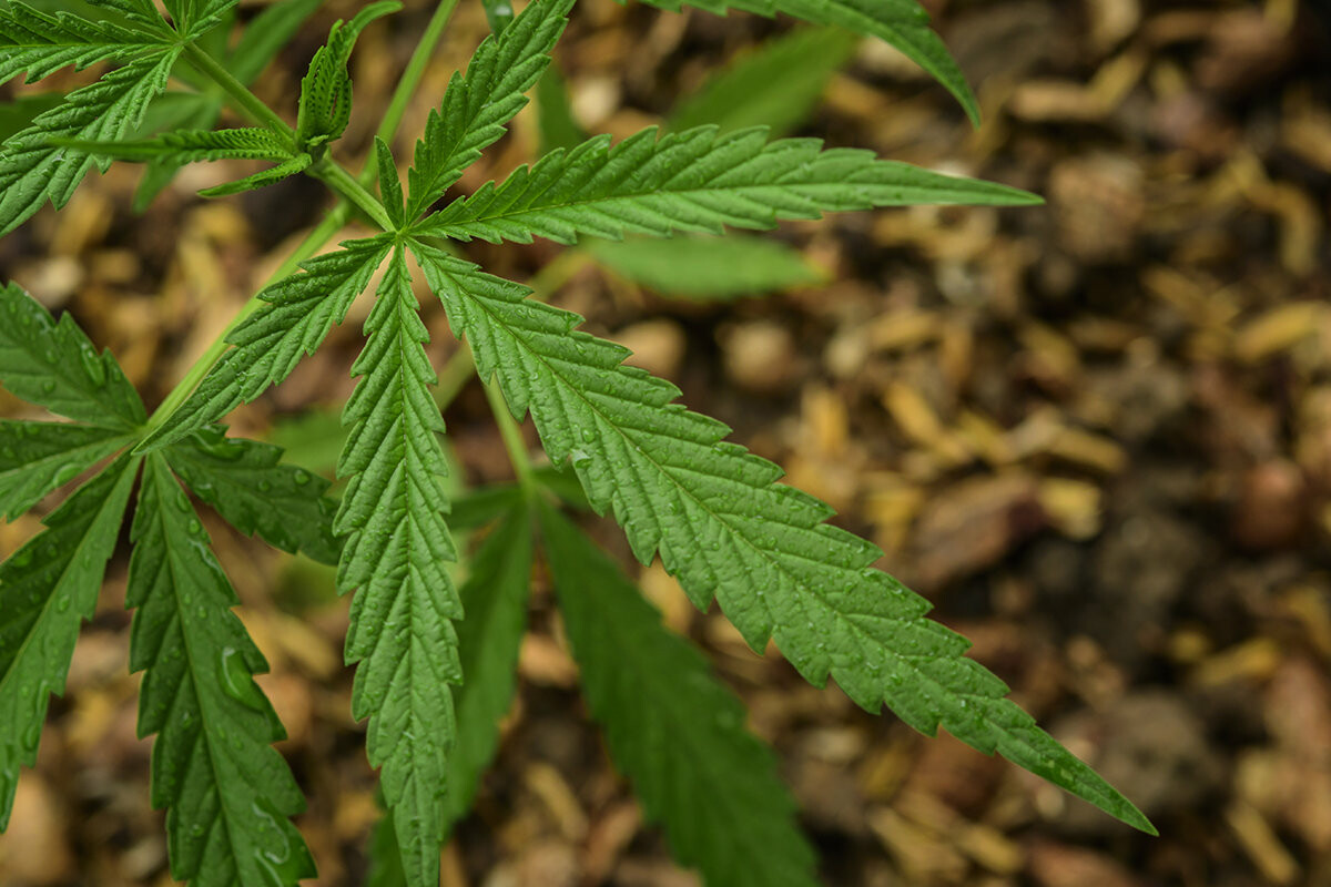 Марихуана вид растения марихуана из диспансера