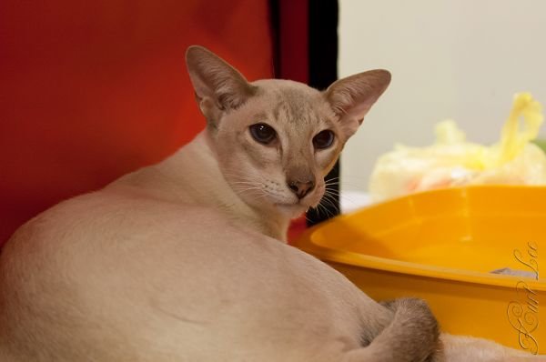 Felinus2012100808