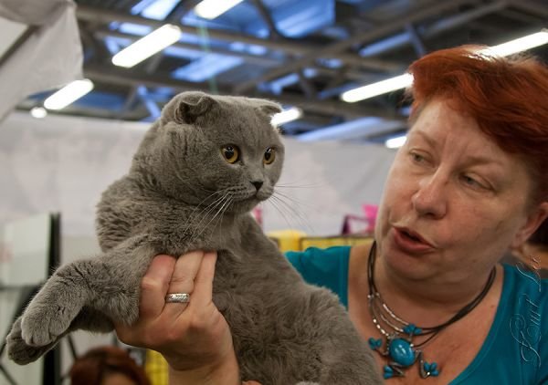 Felinus2012100807