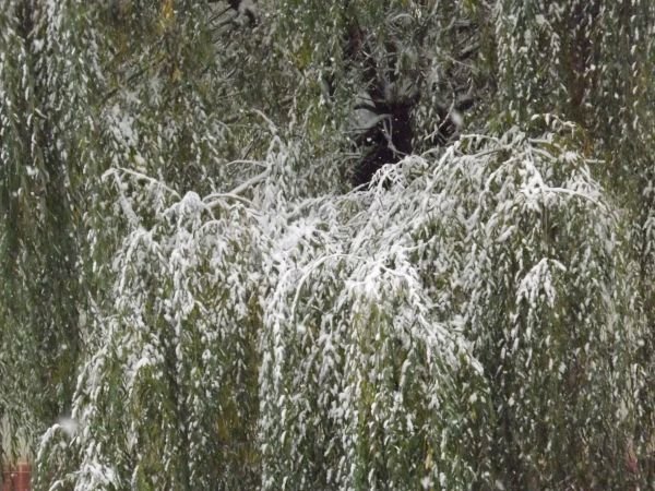 DSCF9445