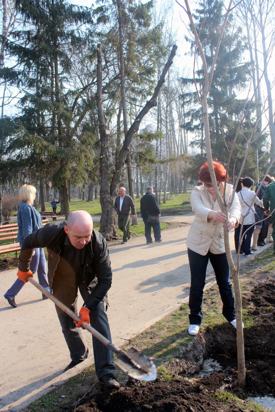 дерева катальпи