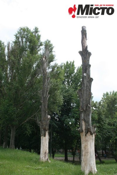 topili2