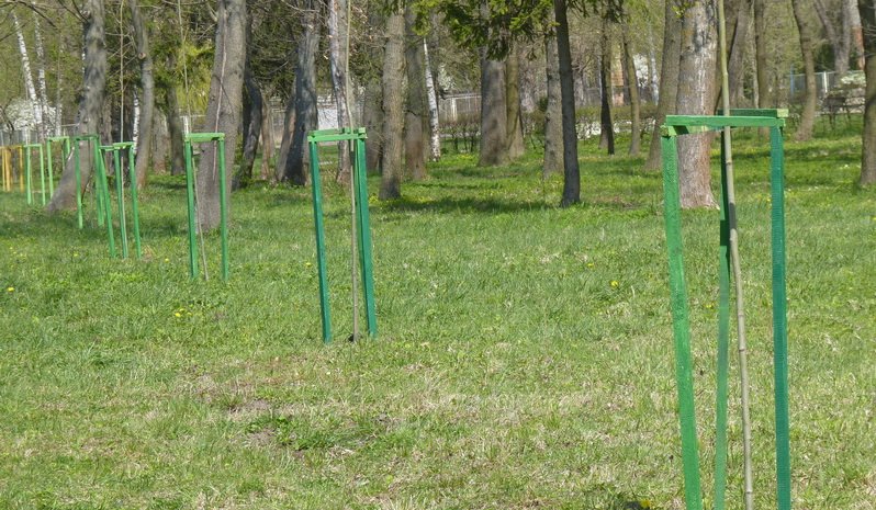 Тернопіль приєднався до Всесвітньої ініціативи «Дерева миру» (фото) (фото) - фото 1