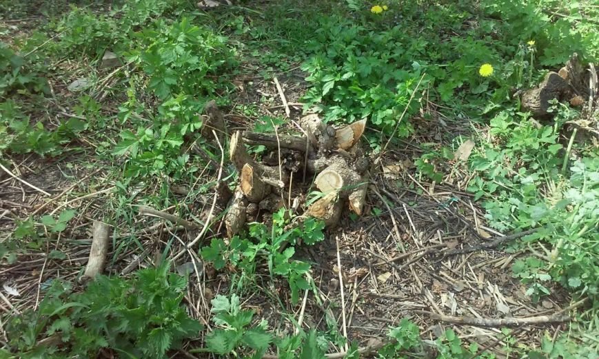 У Тернополі по вул. Миру почати вирубку дерев під забудову (фото) (фото) - фото 1